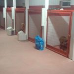 inside kennel